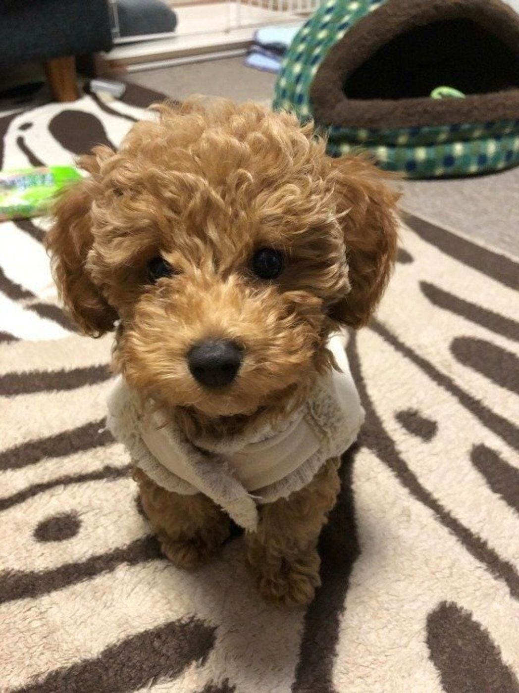 獣医師監修 トイ プードルにおすすめのドッグフードは いぬのきもちweb Magazine 獣医師監修 トイ プードルにおすすめのドッグフードは いぬのきもちweb Magazine