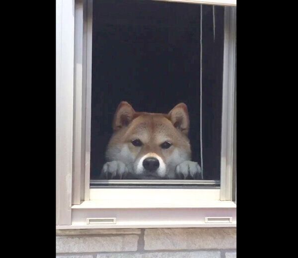 窓から飼い主さんを出迎えるハナちゃん