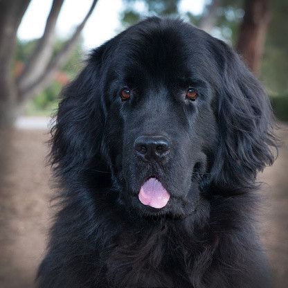 ニューファンドランドの特徴 性格 最新価格と飼い方 いぬのきもち 犬図鑑 いぬのきもちweb Magazine