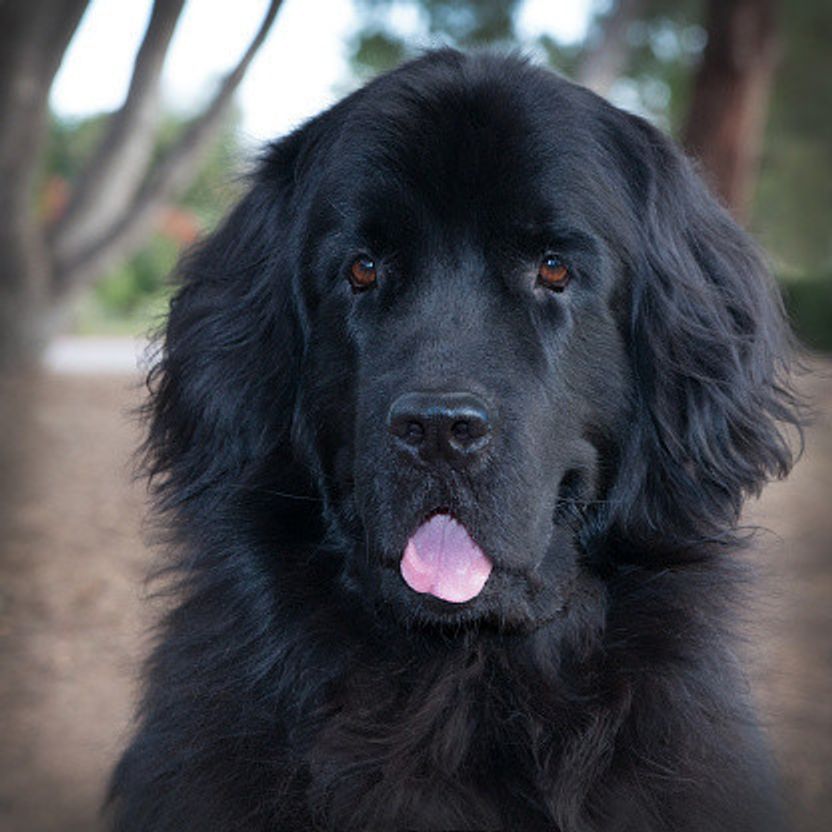 ニューファンドランドの特徴 性格 最新価格と飼い方 いぬのきもち 犬図鑑 いぬのきもちweb Magazine ニューファンドランドの特徴 性格 最新価格と飼い方 いぬのきもち 犬図鑑 いぬのきもちweb Magazine