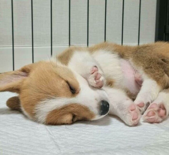 気持ちよさそうに眠るちくわくん