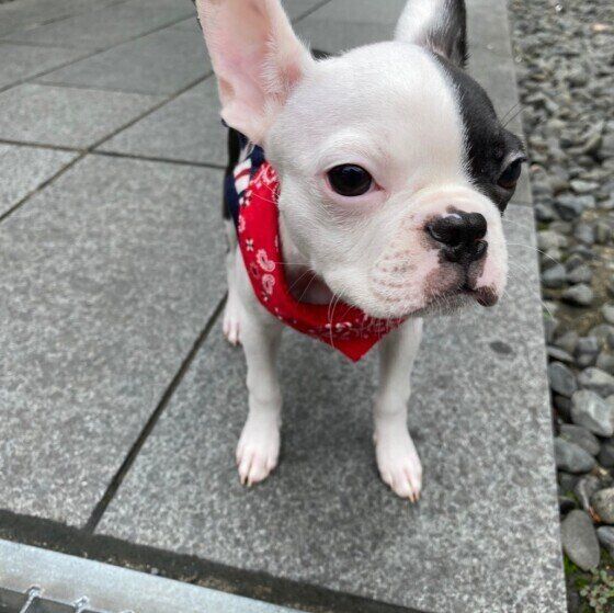 お散歩デビューした犬