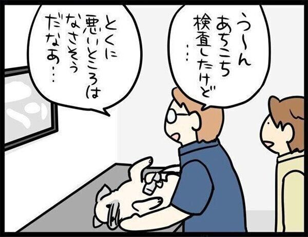 いぬのきもちWEB MAGAZINE『検査をしてもらったら…思わぬ褒められたことって!?|連載「パグ犬・めー」vol.49』