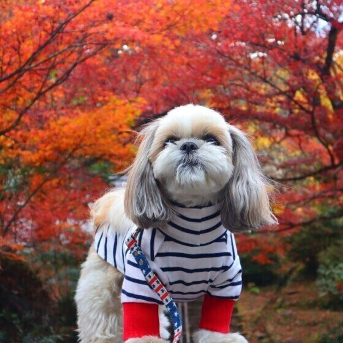 落ち葉や木の枝も 犬が誤食すると危険な秋から冬の植物とは いぬのきもちweb Magazine 落ち葉や木の枝も 犬が誤食すると危険な秋から冬の植物とは いぬのきもちweb Magazine