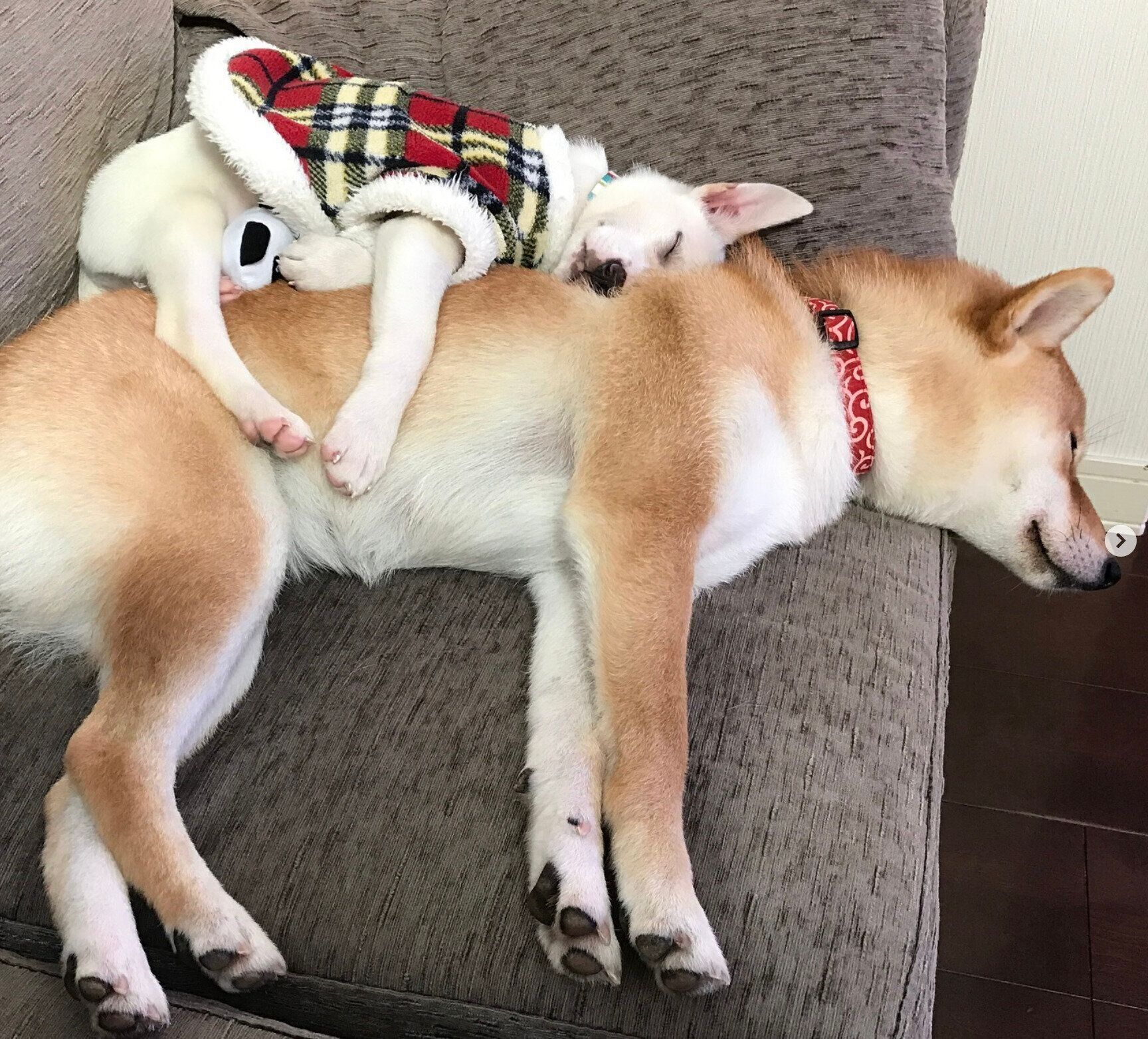 ハルちゃんにくっつく子犬時代のすずちゃん