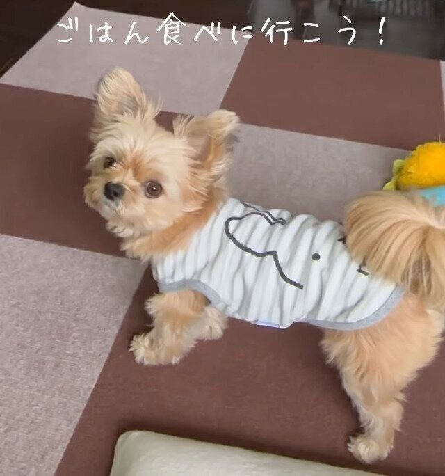 家族とのご飯におもちゃを持っていくももちゃん