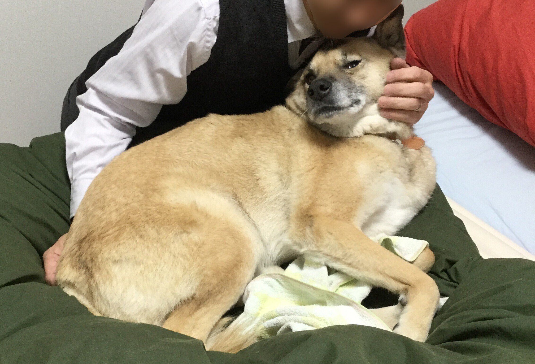 正式に飼い主さんと暮らし始めたばかりの頃に撮影されたもの