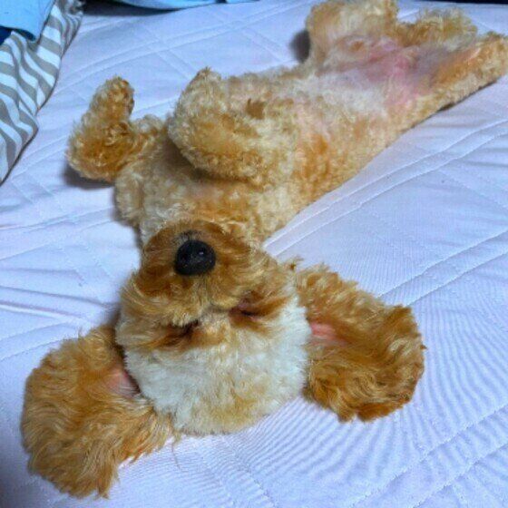 トイ・プードルのこはくちゃん