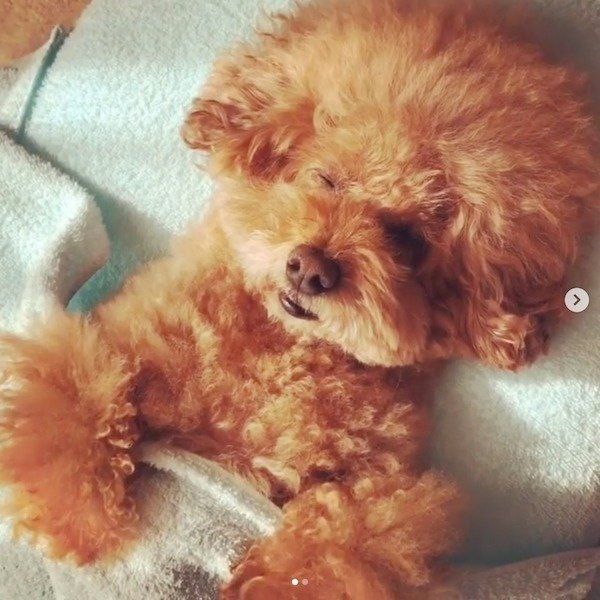 人間みたいなトイ・プードル