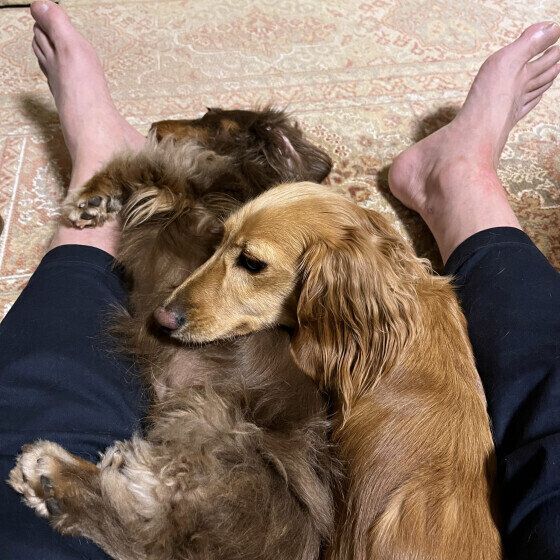 ミニチュア・ダックスフンドのゆきちゃん