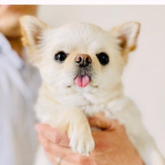 チワワのミントちゃん