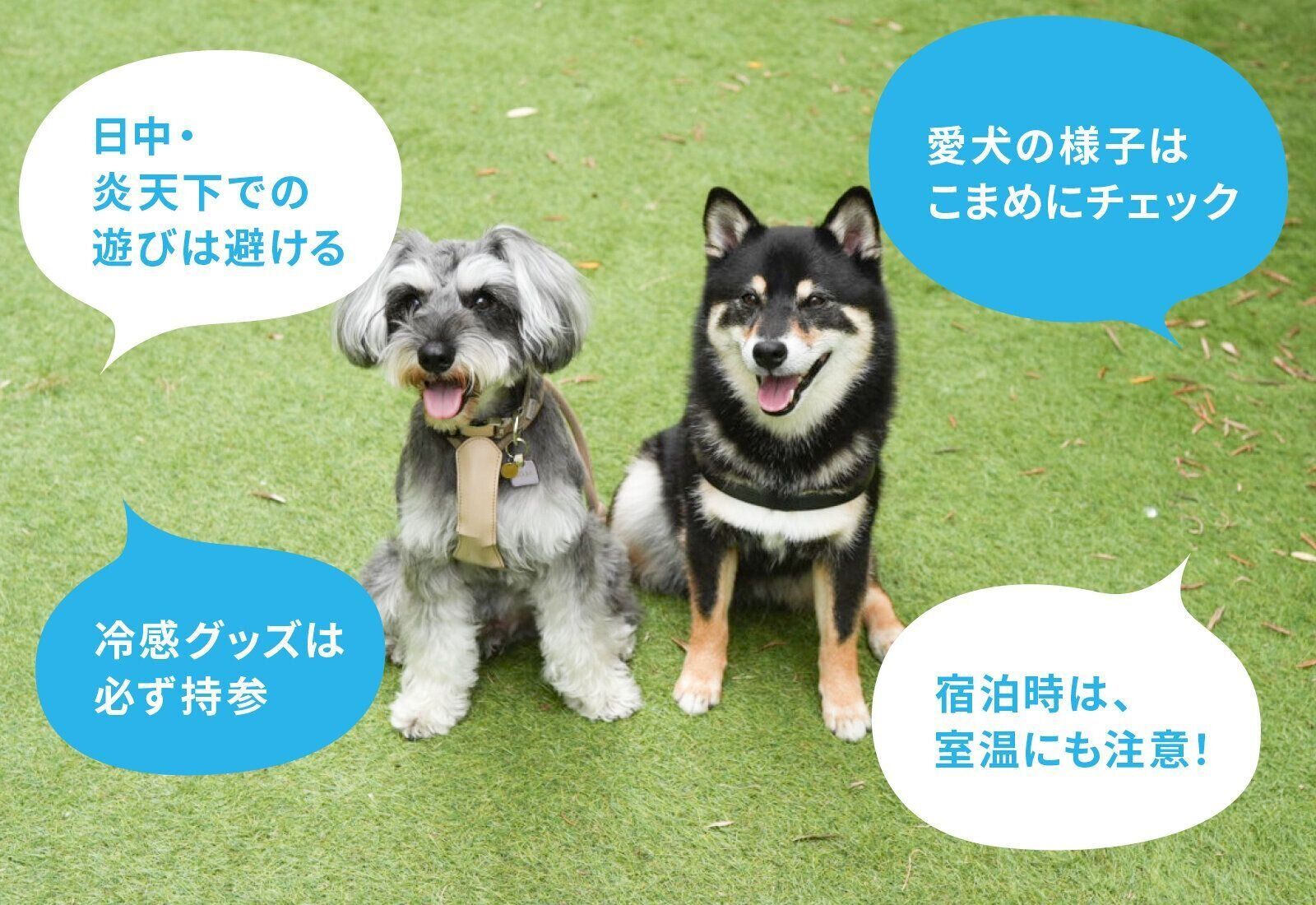 犬とお出かけ　キャンプ　ドッグラン　愛犬の酷暑対策　暑さ対策　　Jackery　ジャクリ　ポータブル電源