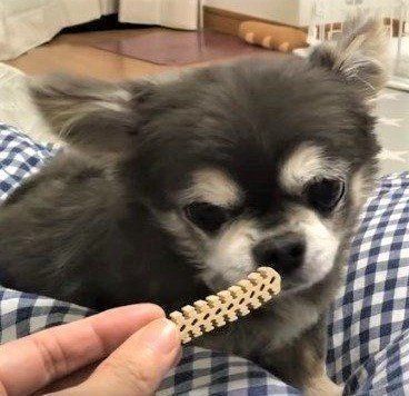 チワワのラズおじさん