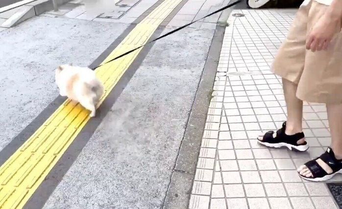 逃亡するちくわくん