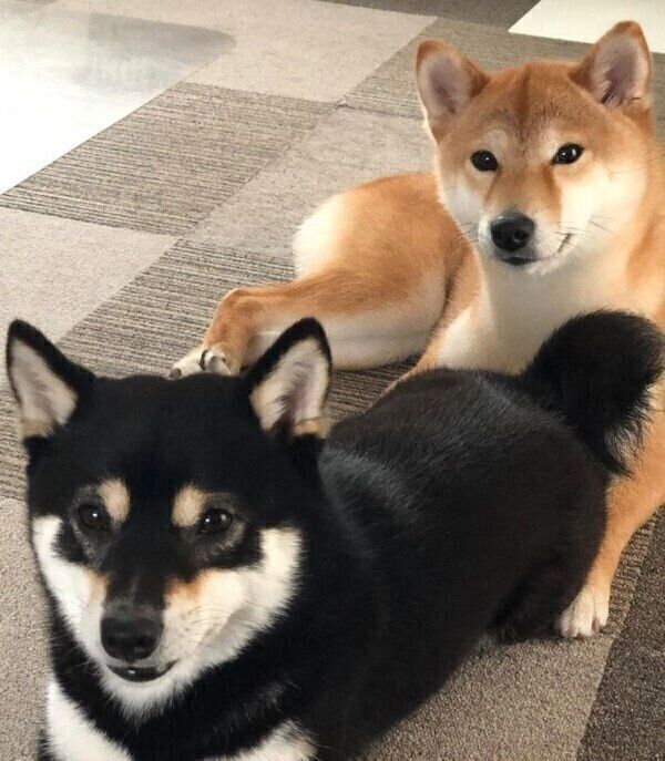 息子くんのことが大好きな椛ちゃんと桜ちゃん