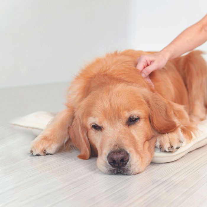犬がなでられてうれしい場所は?犬がとろける”ごくらく部位”をなでよう|いぬのきもちWEB MAGAZINE