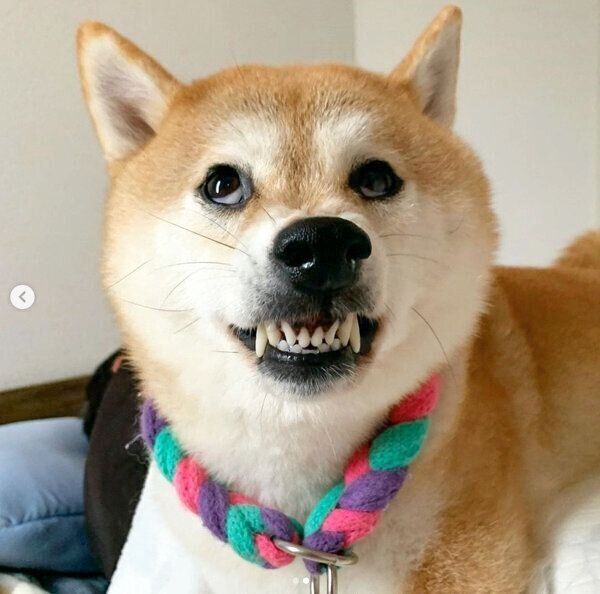 歯をむき出すハルちゃん