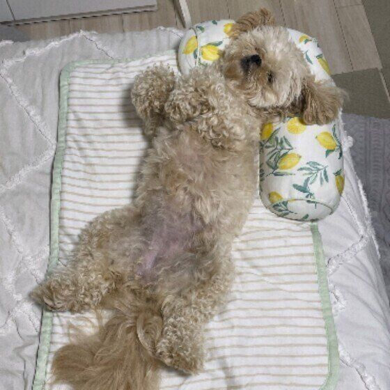 小型犬の小春ちゃん