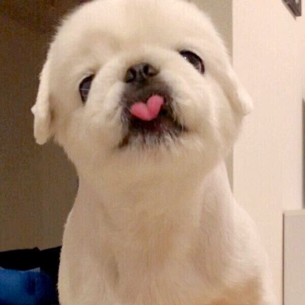 舌を出すもっちくん