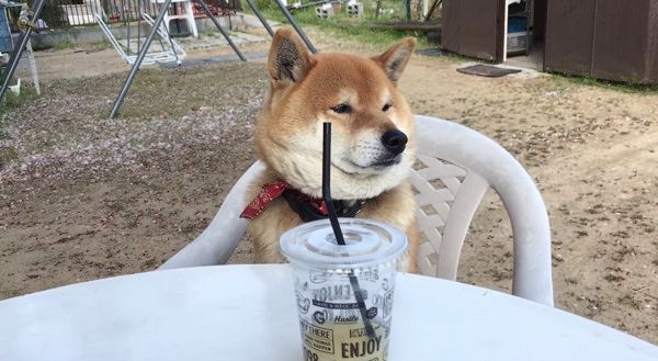 飼い主さんとお茶会をする柴犬