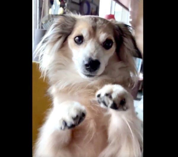 見つめるモコナモドキちゃん