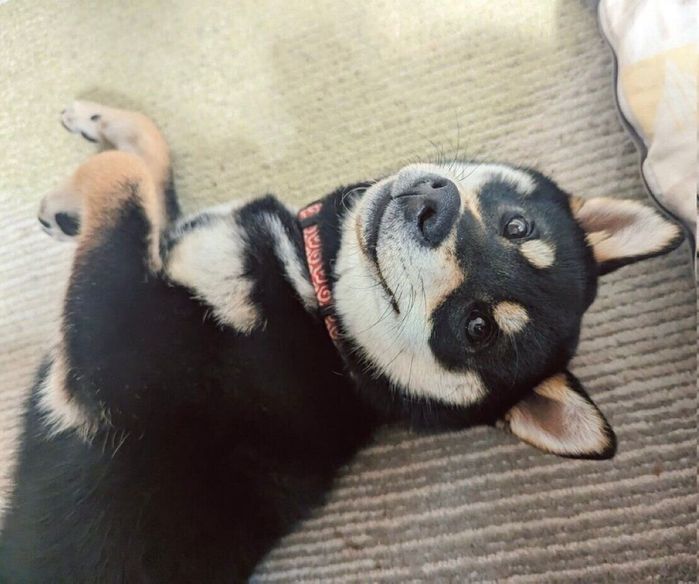 お腹を見せてナデナデアピールをするだてまきくん