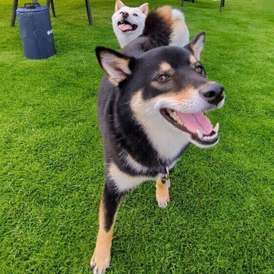 愛犬が暑がっているとき体に水をかけてもOK? 夏の熱中症対策を獣医師に聞いてみた いぬのきもち