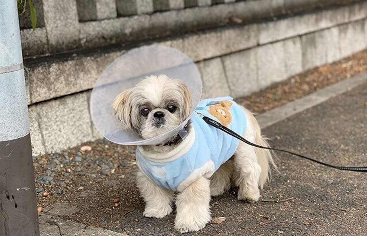 天才か エリザベスカラーを使い倒す犬 エリカラ奥義8 後編 連載 シーズー犬のてんぽ 第132回 いぬのきもちweb Magazine 天才か エリザベスカラーを使い倒す犬 エリカラ奥義8 後編 連載 シーズー犬のてんぽ 第132回 いぬのきもちweb Magazine