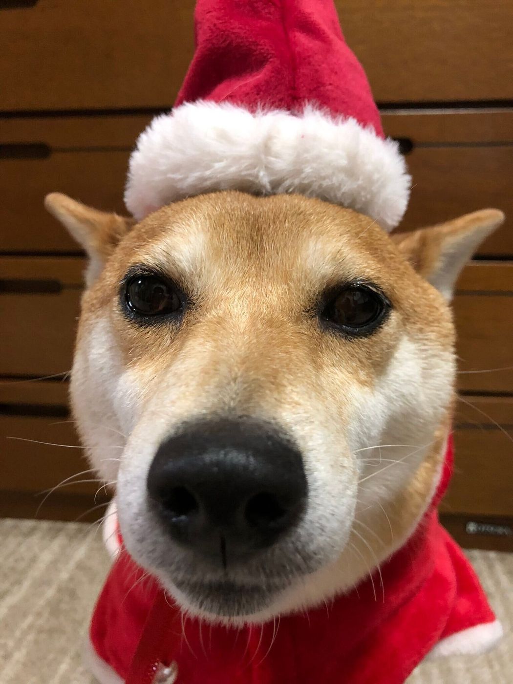 愛くるしさ満点 愛犬たちのおもしろ可愛い画像で癒される いぬのきもちweb Magazine 愛くるしさ満点 愛犬たちのおもしろ可愛い画像で癒される いぬのきもちweb Magazine