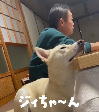 じいちゃんに構ってもらえなくて少ししょんぼりするきな子ちゃん