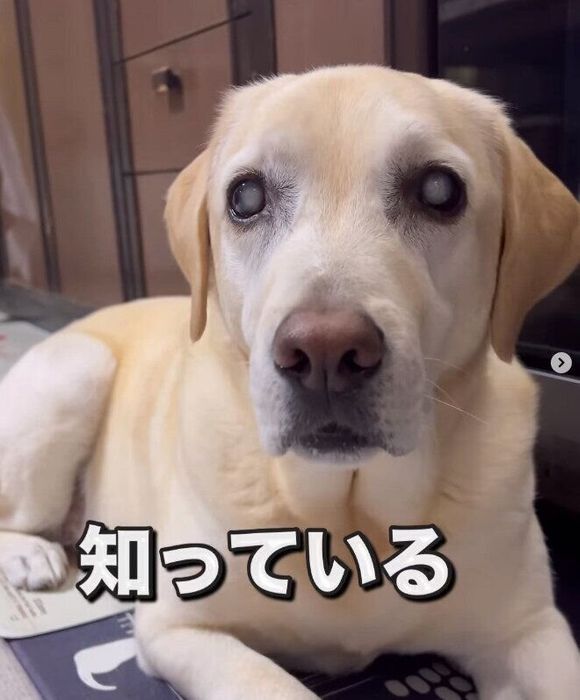 おやつがどこから出てくるか知っているベルちゃん