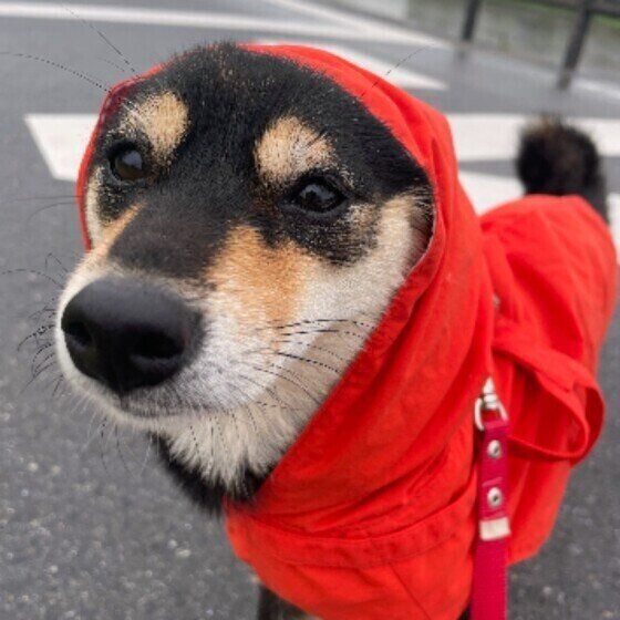 犬の雨の日グッズは必要？レインコートを嫌がる場合は？「雨の日散歩」の考え方  いぬのきもち