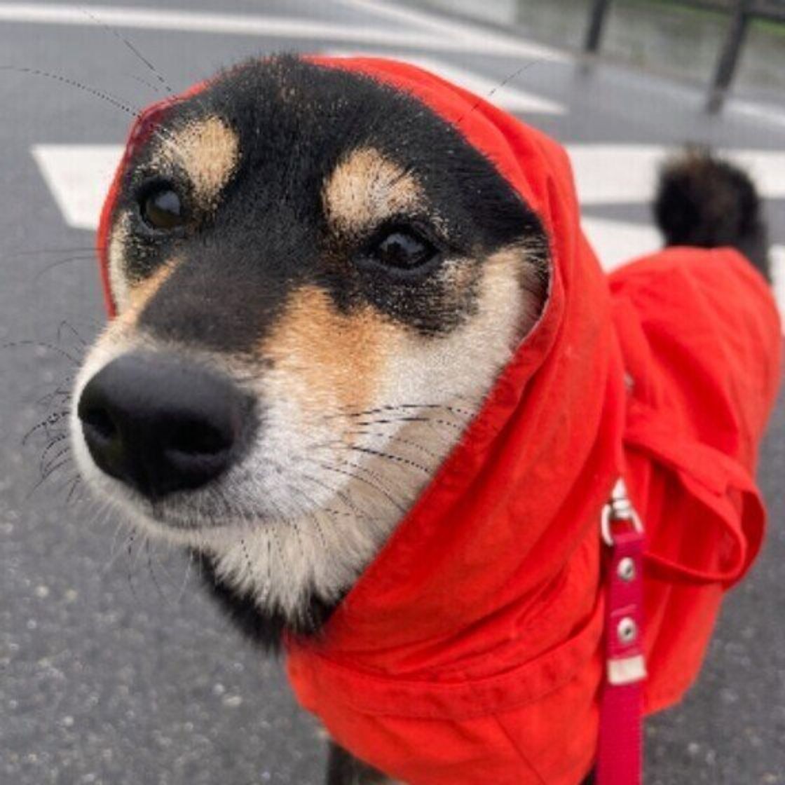 犬に 雨の日グッズ は必要 レインコートを嫌がる場合は 雨の日散歩 の考え方 いぬのきもちweb Magazine 犬に 雨の日グッズ は必要 レインコートを嫌がる場合は 雨の日散歩 の考え方 いぬのきもちweb Magazine