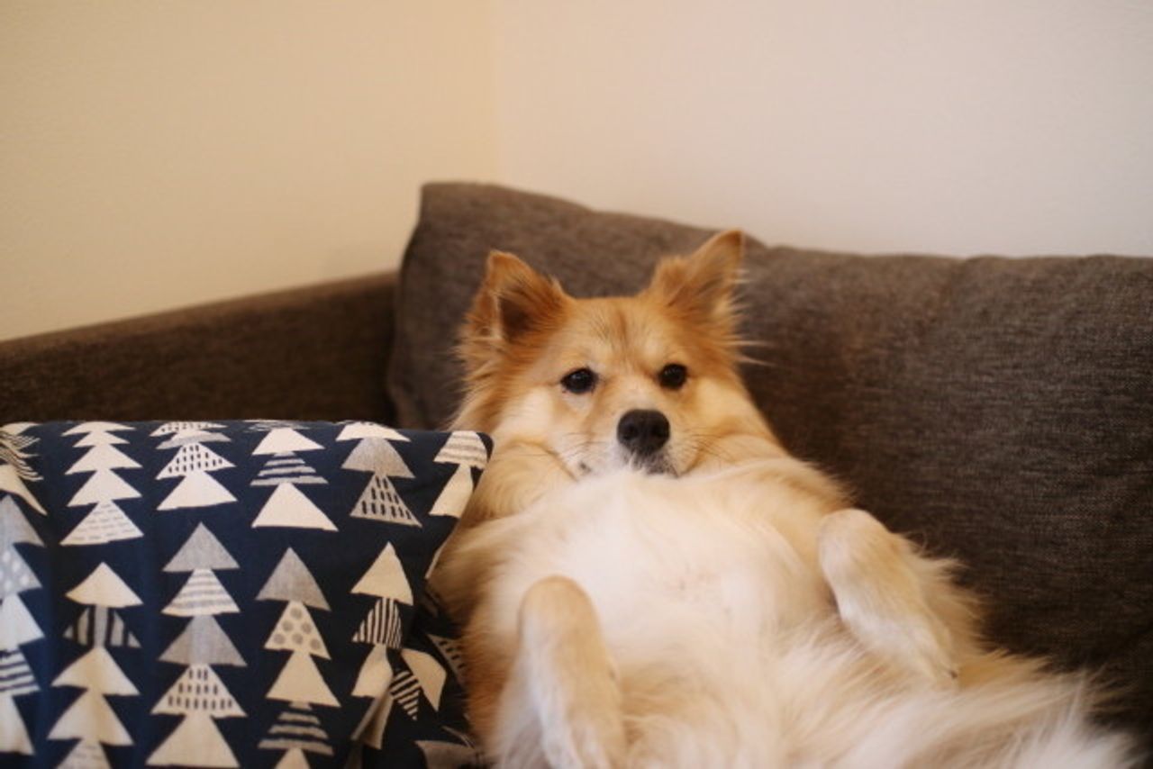 キリマンジャロ 辞任 ここに 犬 テーブル に 手 を かける トラフィック 行き当たりばったり うつ キリマンジャロ 辞任 ここに 犬 テーブル に 手 を かける トラフィック 行き当たりばったり うつ