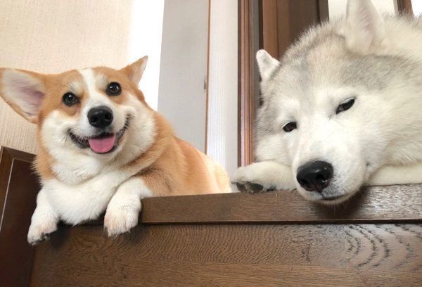 階段でくつろぐムギちゃんとキャリーちゃん