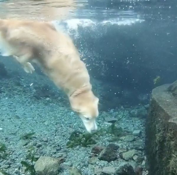 川で潜る犬