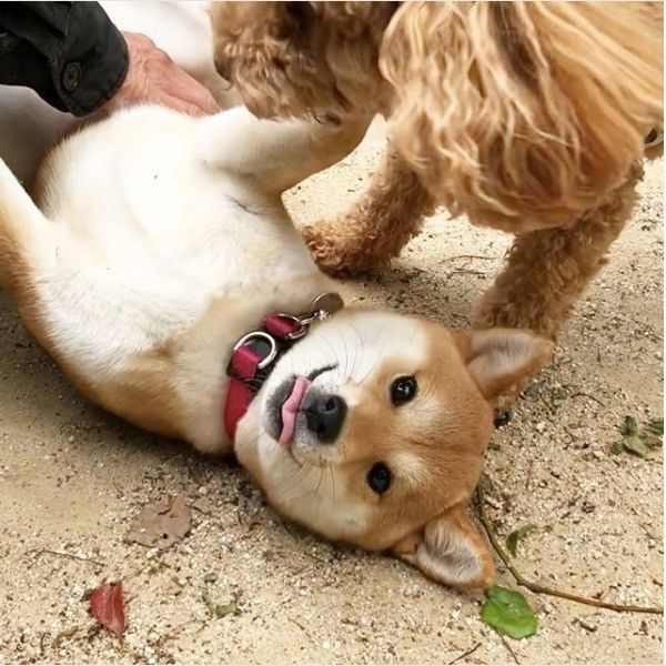 嬉しさが止まらないワンコ