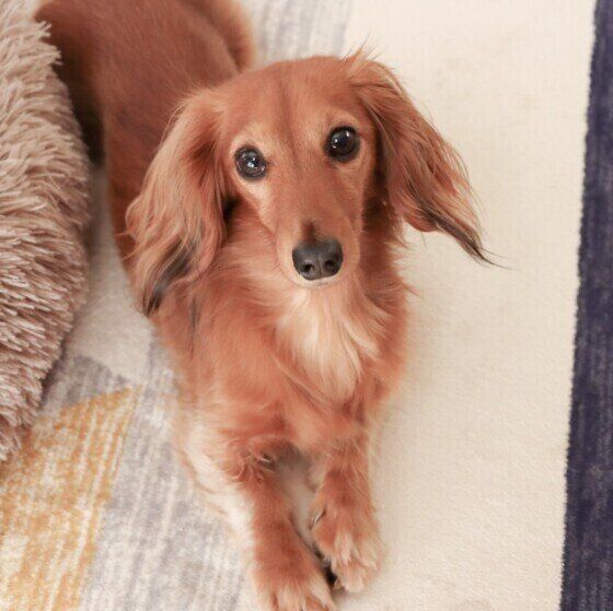 ミニチュア・ダックスフンドのユリアちゃん