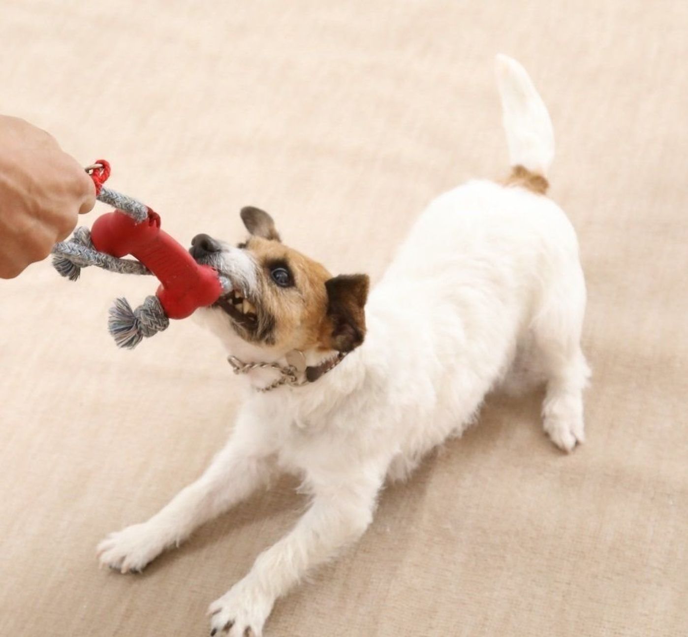 飼い主さんと遊びたくってたまらないの 遊び好きな犬って いぬのきもちweb Magazine 飼い主さんと遊びたくってたまらないの 遊び好きな犬って いぬのきもちweb Magazine