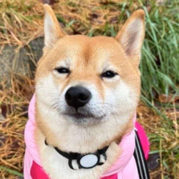 じーっと見つめるろくくん