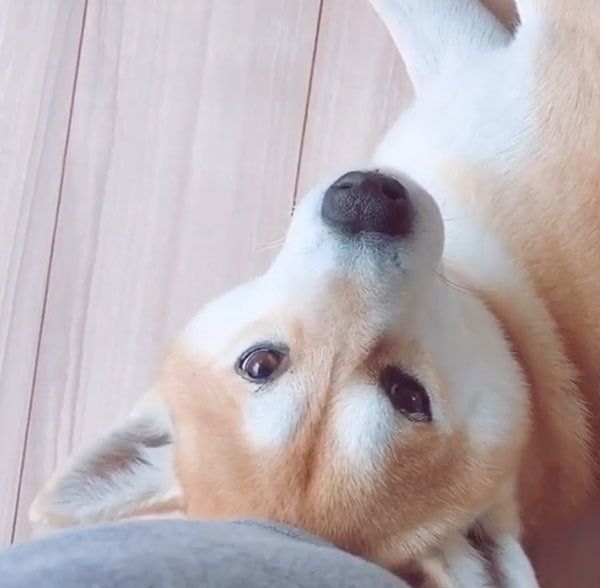 チラッと見るHaluくん