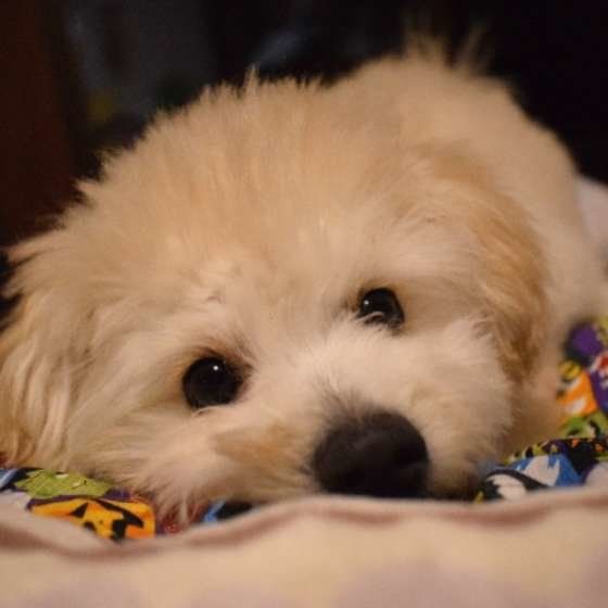 犬が急死しやすい病気