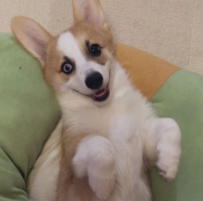 ヘソ天するしおちゃん