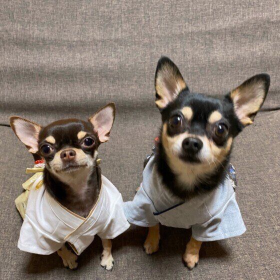 お正月の洋服を着るチワワ