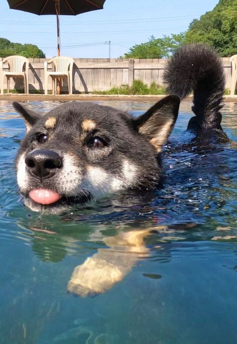 プールで泳ぐ豆吉くんの全体写真