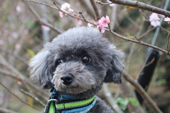 秋の桜とトイ・プードル