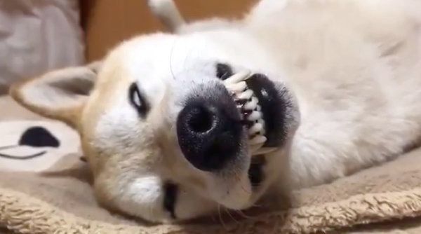 白目で眠る七ちゃん