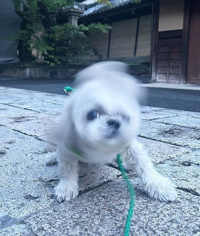 シーズー犬マンガてんぽshihtzu