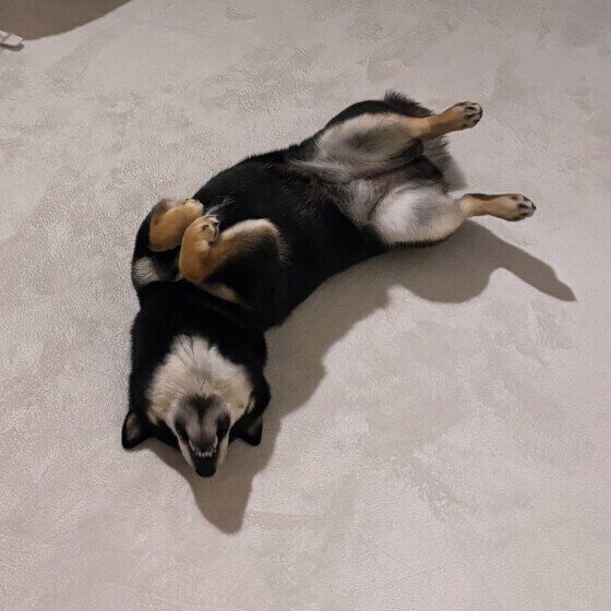 福  柴　お散歩から