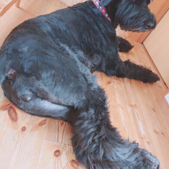 ジャイアント・シュナウザー